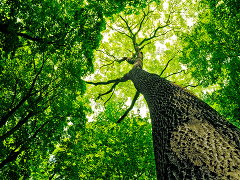 Big trees