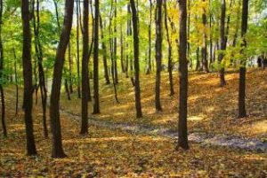 Trees forest