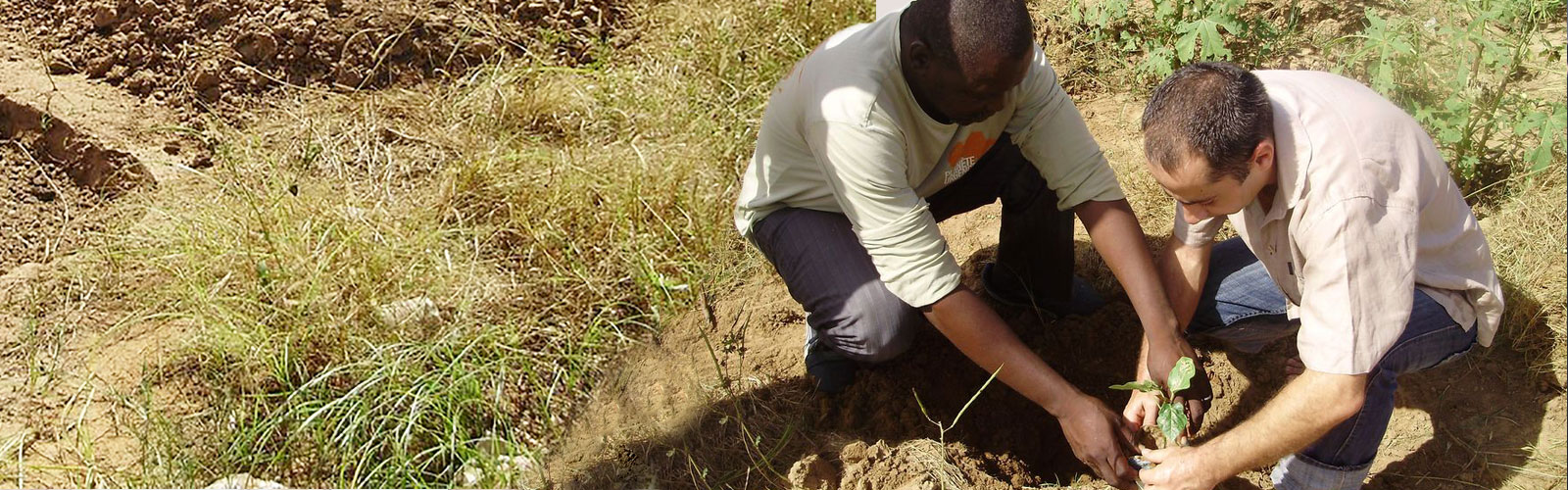 Two men planting a tree