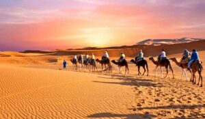 Camels going through Sahara Desert